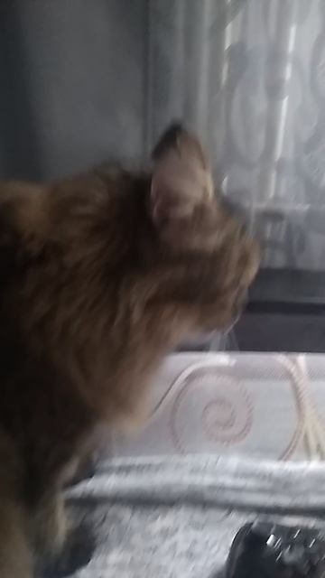 VID_20250625_084152.mp4