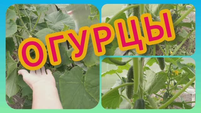 Как обрезать огурцы. 🥒 Жируют помидоры! 🍅