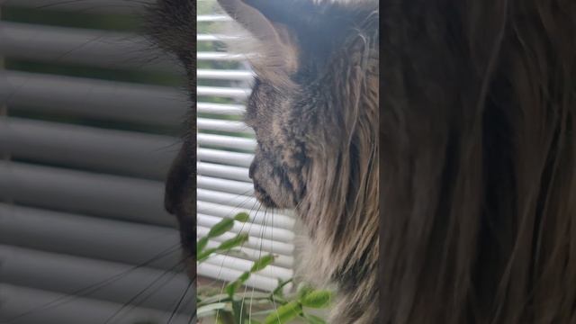 Мейн кун охотник за голубями 😾🐦