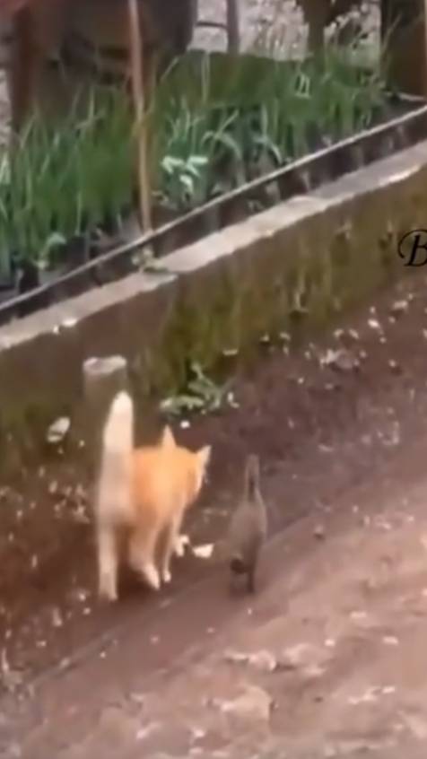 AnimalsVideo2