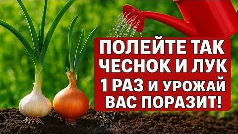 Полейте так лук и чеснок и урожай будет в 5 раз больше! Лучшая подкормка для крупной луковицы