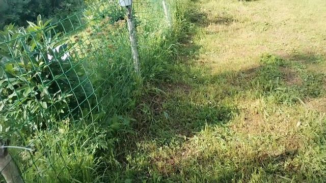 Жизнь на хуторе.Всё растёт потихоньку