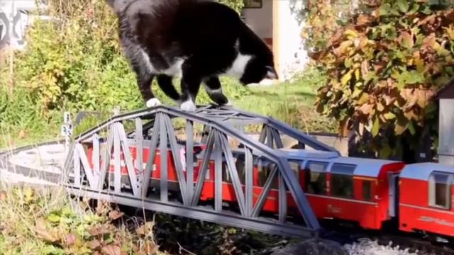 VID_20250625_050954_117.mp4