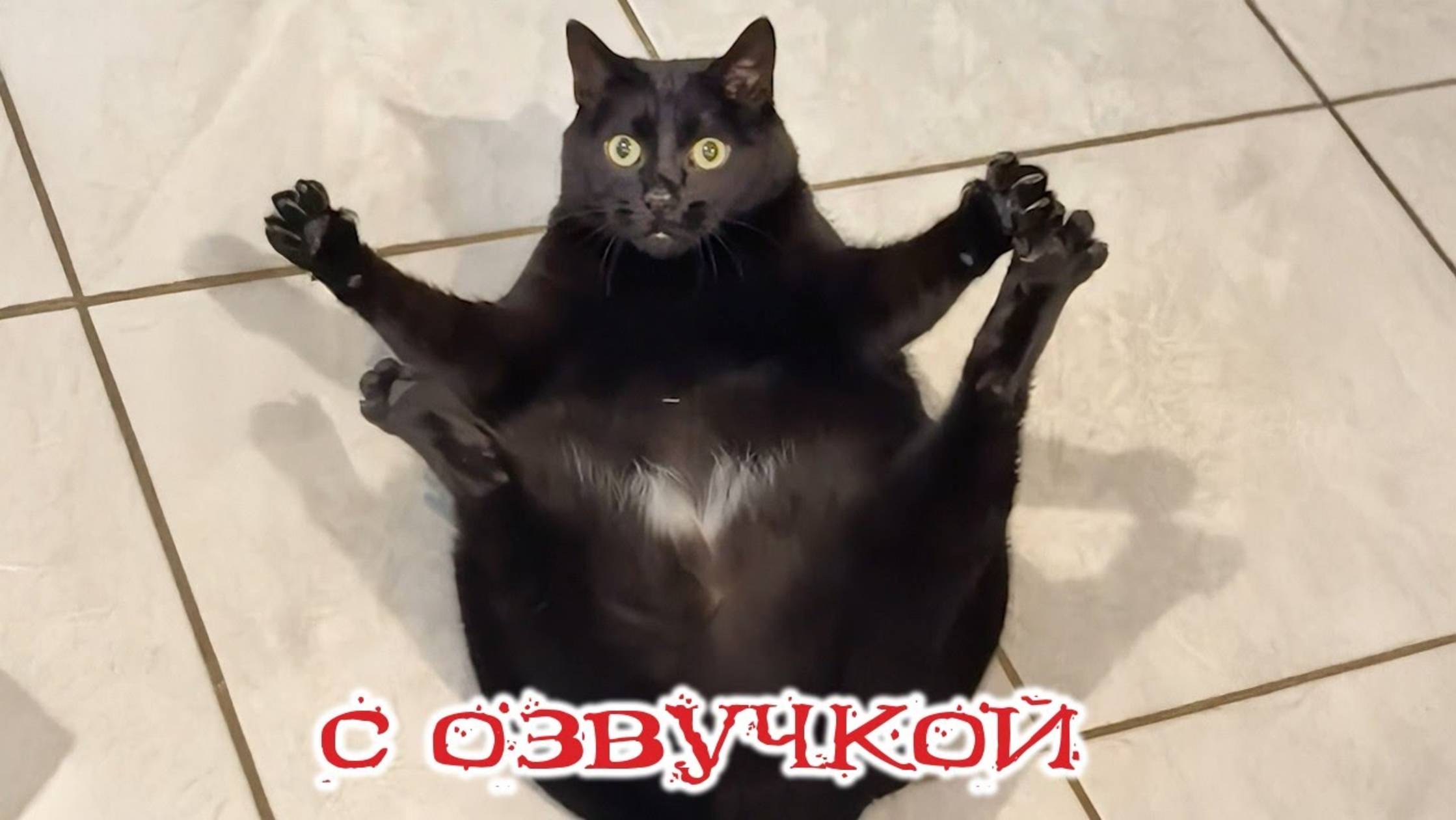 Приколы с котами! С ОЗВУЧКОЙ! Кошки и другие  — смешные животные, смех до слёз