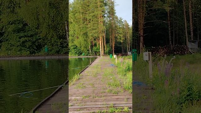 Чайки