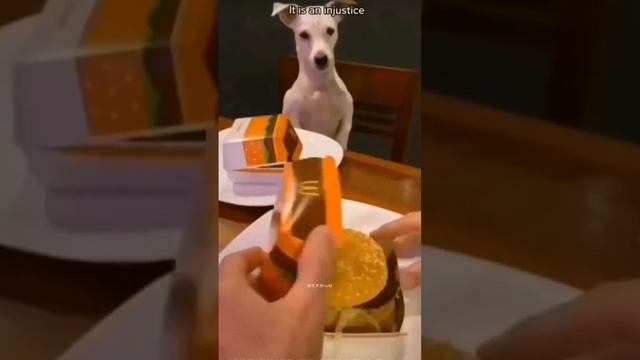 Веселые собачки