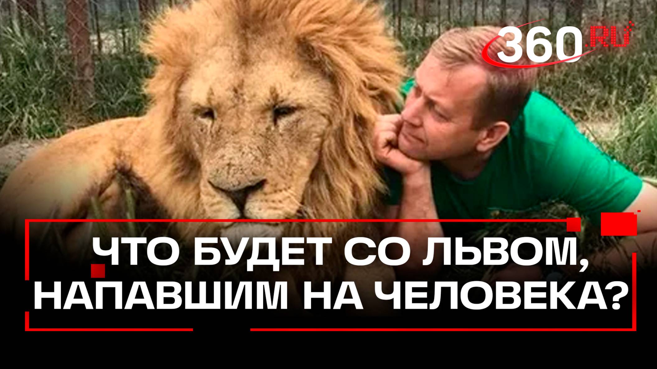 Зверь испугался. Льва, напавшего на директора парка «Тайган» Олега Зубкова, не усыпят