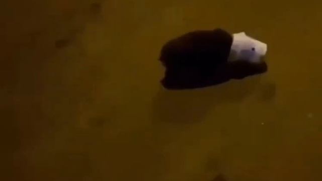 КотоФан 21