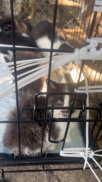 С ВЫСОТЫ ЗАБОРА ВЫШВЫРНУЛИ ВО ДВОР БОЛЬНЫХ КОТЯТ!