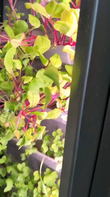 🌱✨ Экологический уголок «Жизнь в стиле ЭКО» на сити-ферме МБДОУ №56