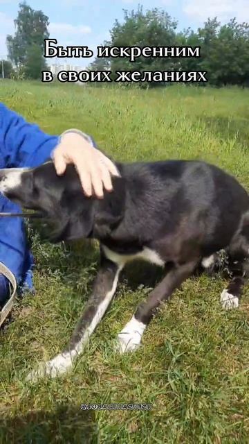 Поляк в добрые руки