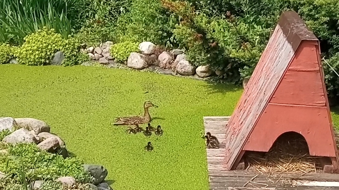 Второй выводок диких утят за лето