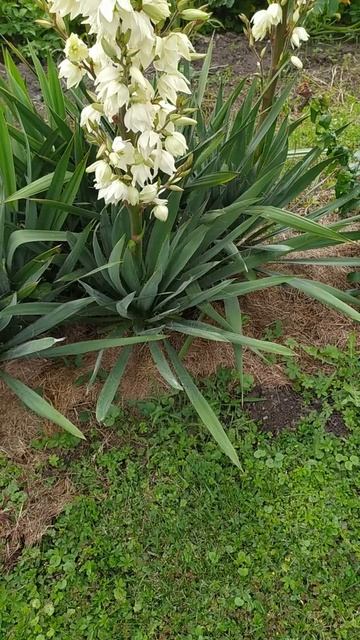 Юкка (лат. Yucca) —  Это вечнозелёные древовидные многолетники.