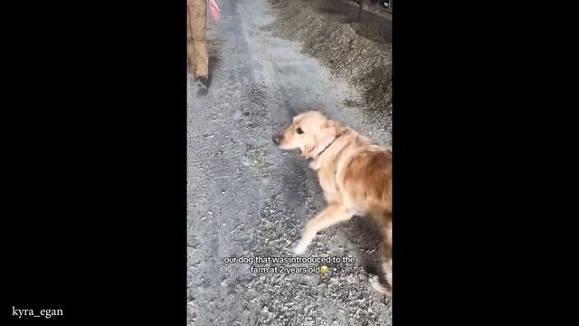 Глупые Собаки Которые Просто Гуляют Здесь...Собаки