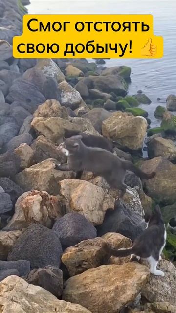 Кот, который смог