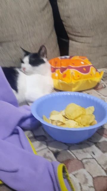 съел все чипсы и уснул🍪🍪🍪🐱🐄
