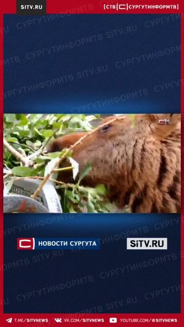 Остались без матери: двух лосят пытаются спасти в питомнике Тюменской области