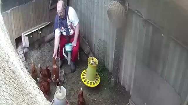 Ручные  курочки I
