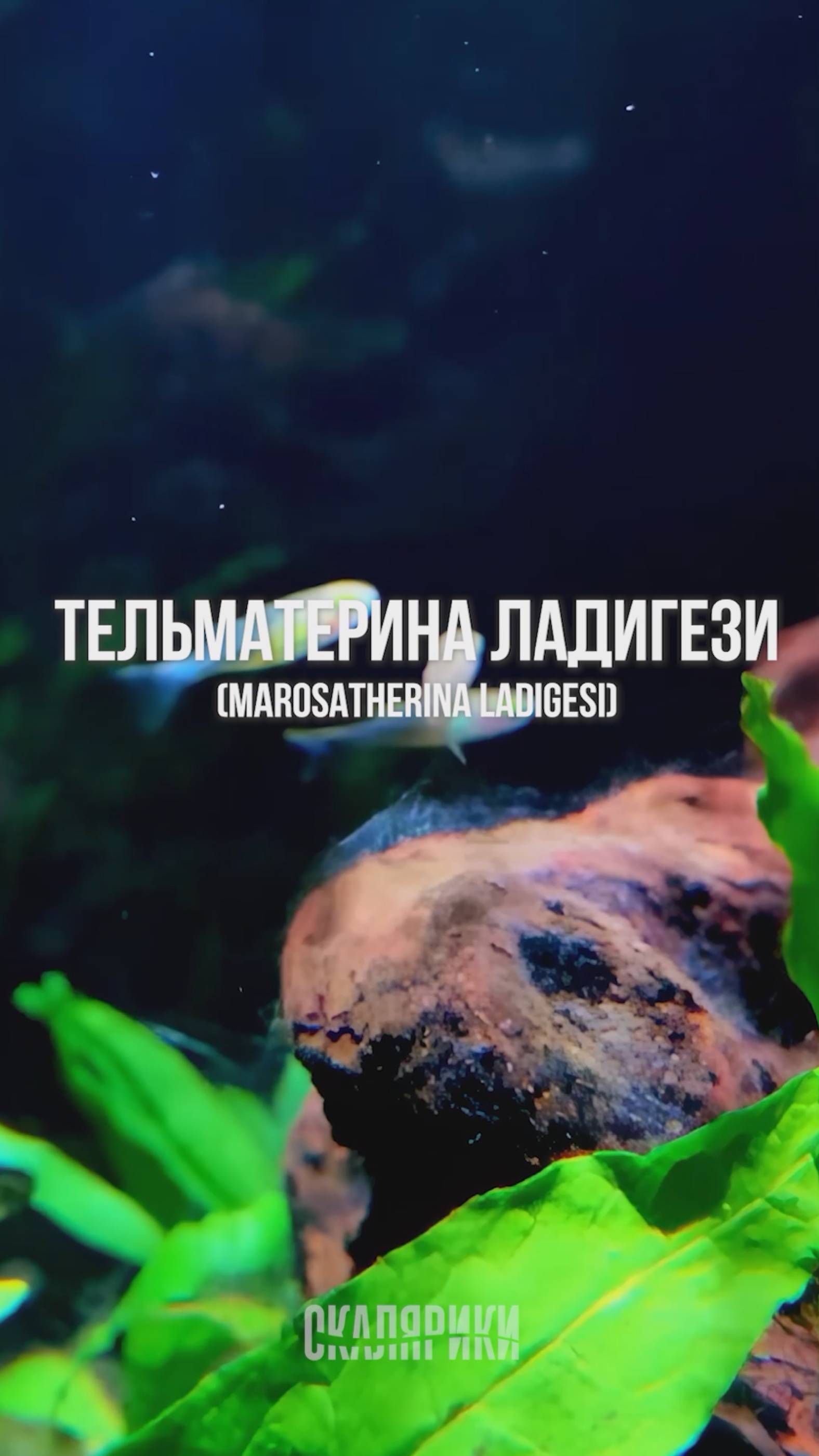 Тельматерина ладигези (солнечный лучик). Маросатерина