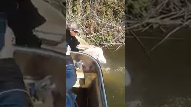 Прикорм сазана
