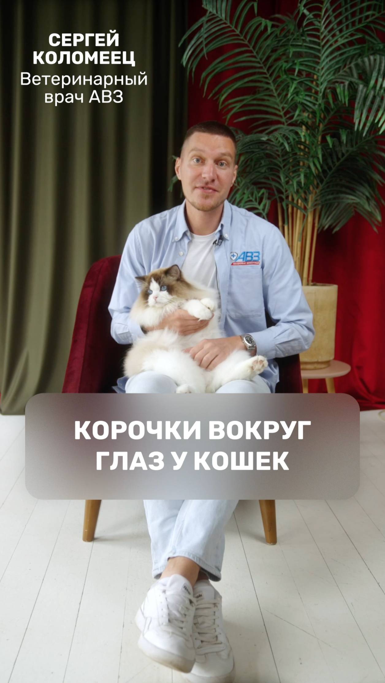 Корочки вокруг глаз у кошек