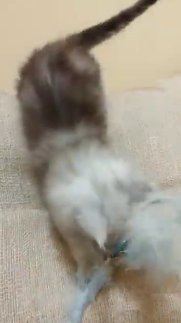 Вий