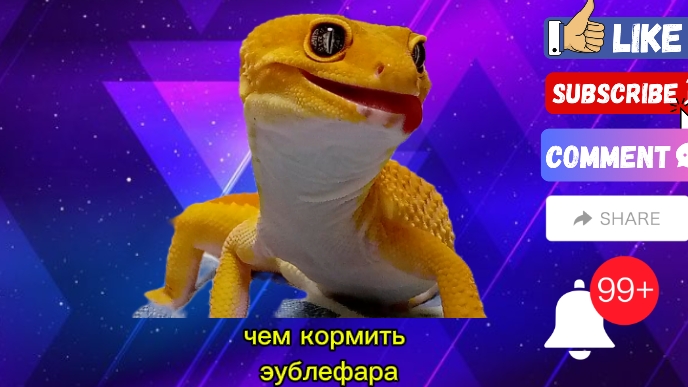 Чем кормить эублефара?