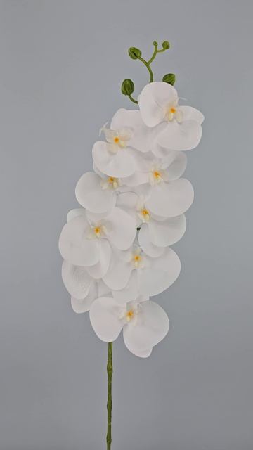 Орхидея Доминика