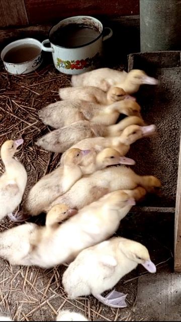 3 х недельные утята на обеде