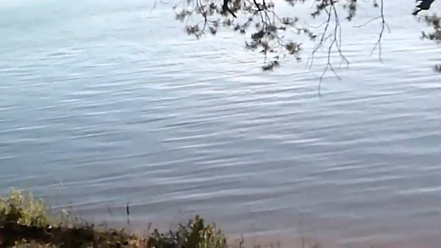 Бурлива река  - Автор Любовь Чернышова музыка и поёт Николай Жуков
