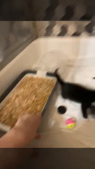 Котята крошики