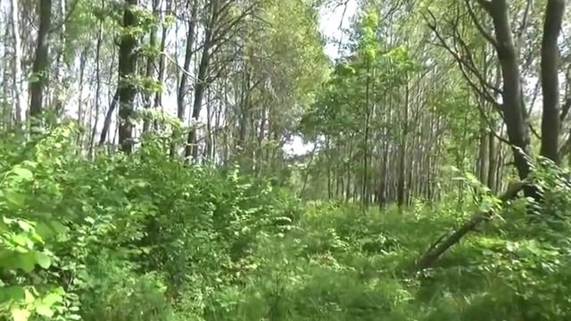 День и ночь. Музыка Сергея Чекалина. Day and night. Music by Sergei Chekalin