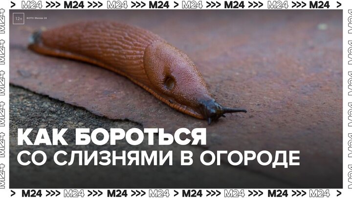 Жителям столицы рассказали, как бороться со слизнями в огороде - Москва 24