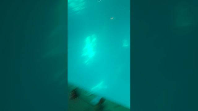 дельфин во вкусно и точка в Лазаревское