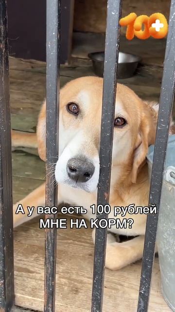 Помогите!  Осталось 2 мешка корма Необходимо 179.000 Рублей! На 50 мешков корма.