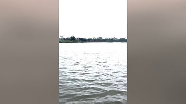 Умная Собака Поднимает Свой Мяч Упавший в Реку - Милая Пити