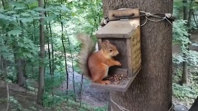 Белка Кормушки. Зарисовка