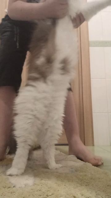 Кот Сулейман танцует
