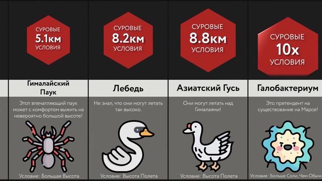 Самые Суровые Животные