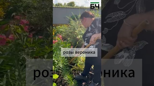 Гульнара Зарипова из Нижней Каменки выращивает более 100 сортов роз