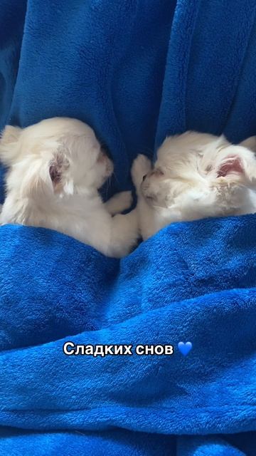 Добрых снов 💤