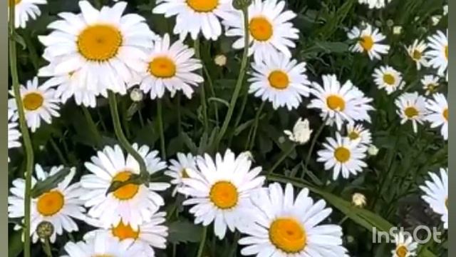 "Ты,не верь слезам",песня для души.#музыка #хит90
