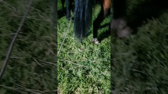 крою кобылу подписчице сквозь слёзы и потери
