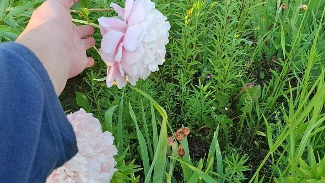 МНОГОЛЕТНИКИ ИЗ СВЕТОФОРА.НЕ ОЖИДАЛА ТАКОГО