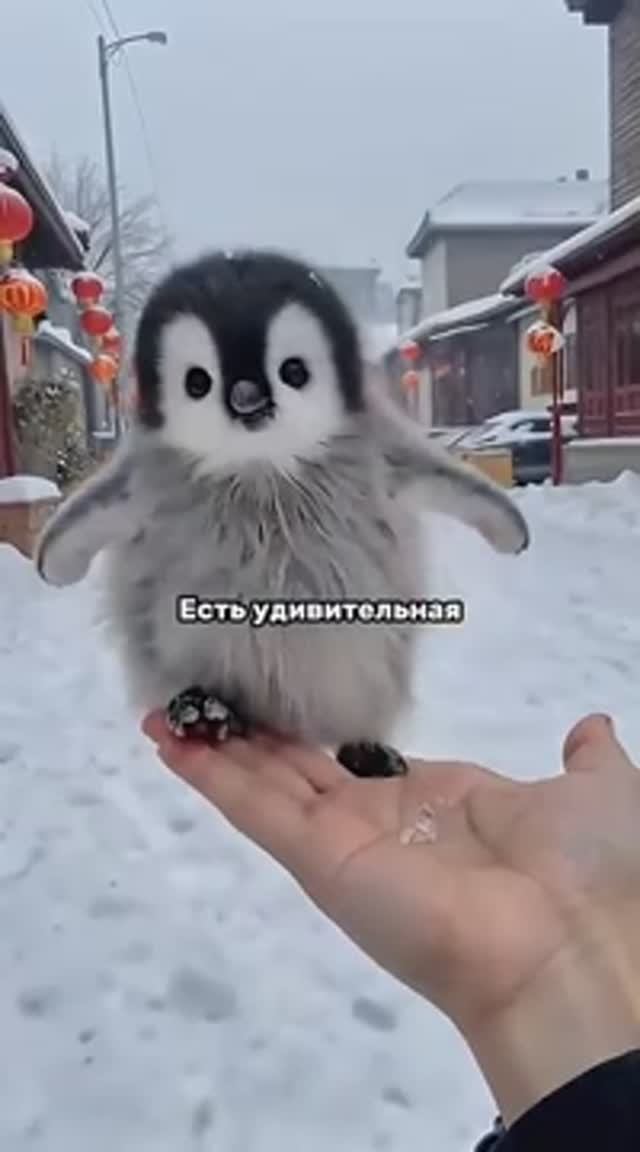 Самый романтичный жест у пингвинов.
