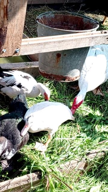 Знакомство индоуток с разных семей