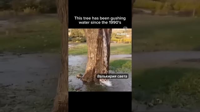 VID_20250512_010231_996.mp4