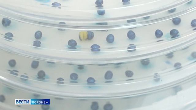 Россельхознадзор в Воронежской области запретил ввоз импортных семян, содержащих ГМО