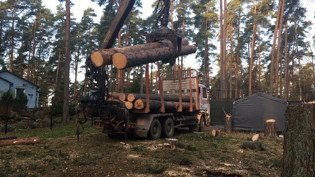 Погрузка и вывоз стволов деревьев фишкой