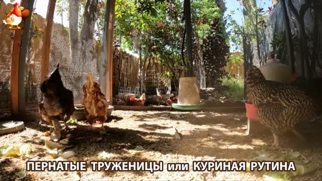 Куры несушки свободного выгула и их обычная куриная рутина – эпизод (485)